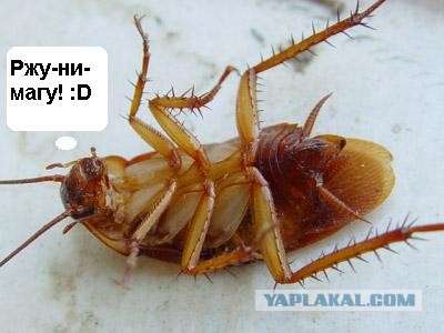 Как вымерли динозавры