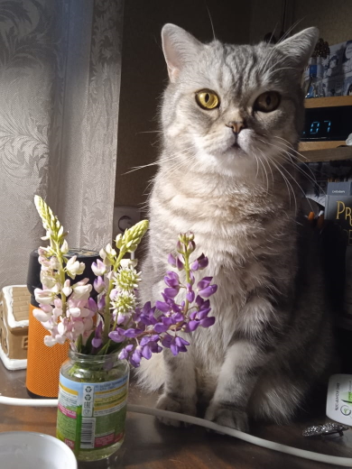 Ну чо, котовторник сегодня или нет?