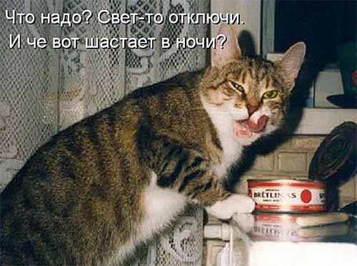 Котэ, совэ и все-все-все