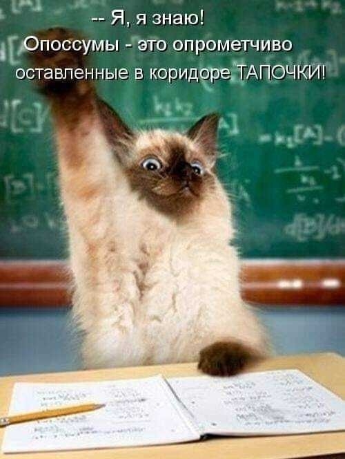 К котовторнику: подборка картинок-баянов с котиками и про котиков. Выпуск 5