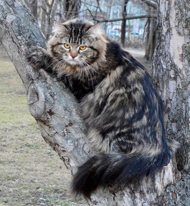 Нужен совет новому кошатнику!