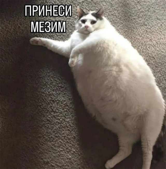 Картинки для деградации 148 (разной степени свежести)