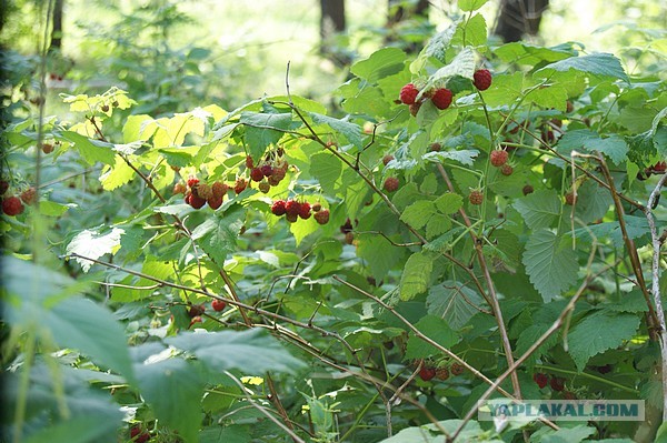 Лето в банках от FrauMartа)), Консервируем...