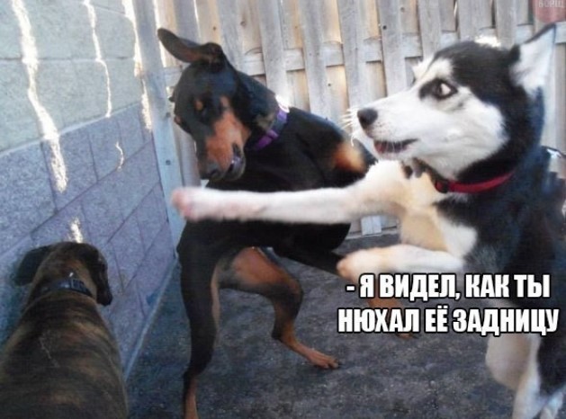 Картиночки, баянчики 25 апреля