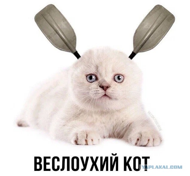 Немного терпения и доброты и котенок научился доверять