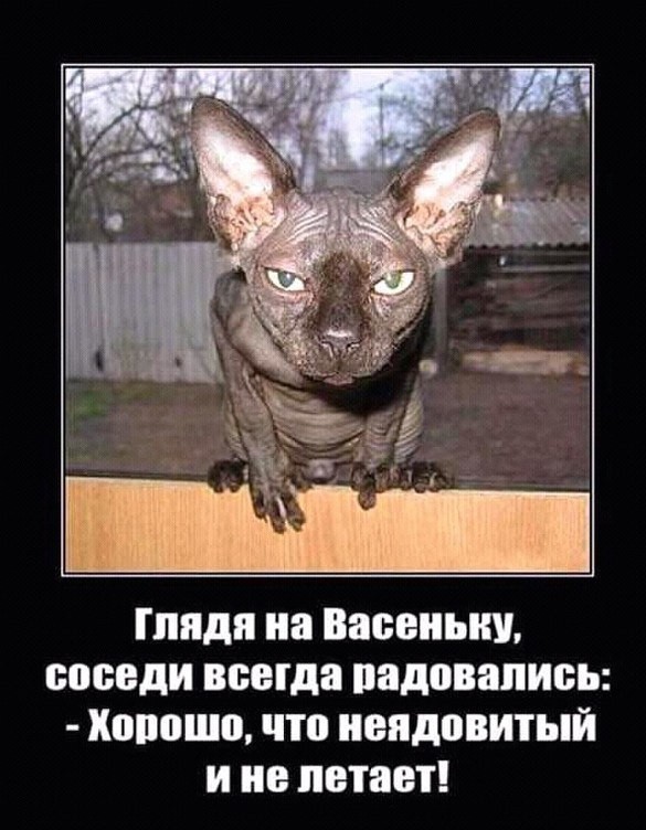 Первое официальное подтверждение существования гаргулий
