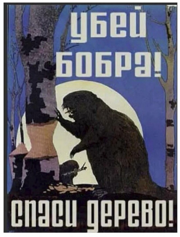 Два месяца борьбы с бобрами на участке
