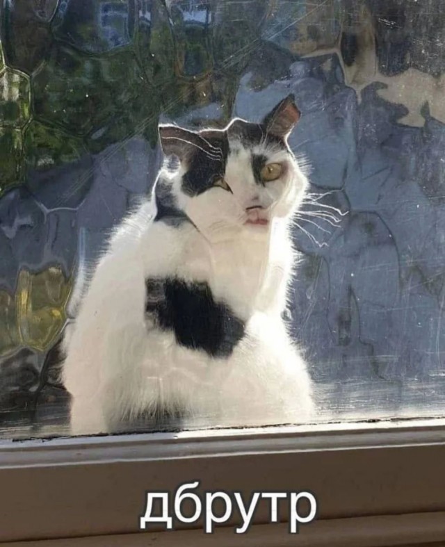 Котовторник