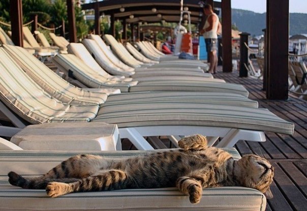 Польза от котов