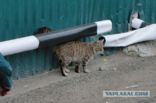 Зверюга!