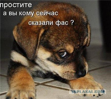 Почему в России стрелковый спорт