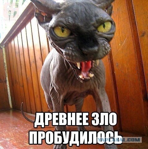 Если есть кошачье ню, то оно выглядит вот так...