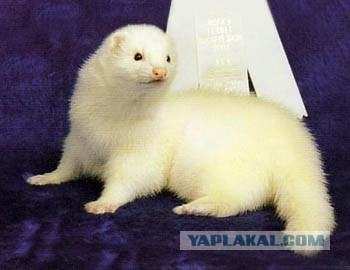 Лисёнок