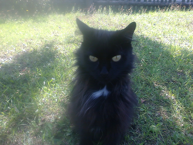 Котовторник  21.07.2015