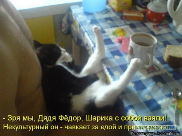 Прикольные коты