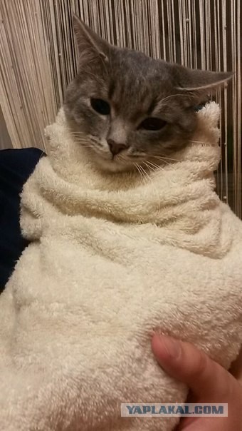 Нашли Серого