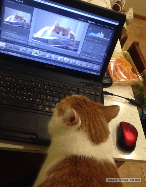 Котовторник 26.01.2016