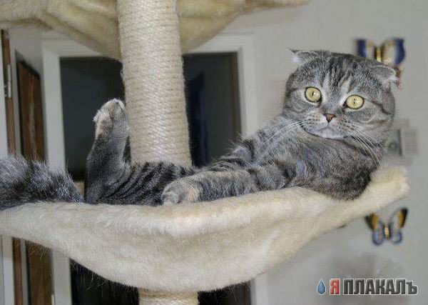 Котомет на вторник!