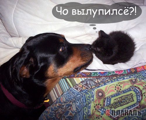 Внимание! У Ликоса пропала совесть!
