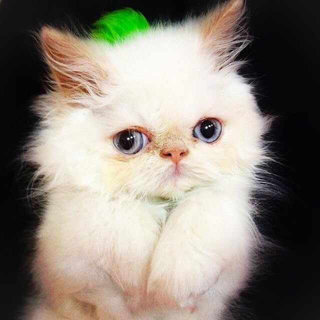 Прикольные животные