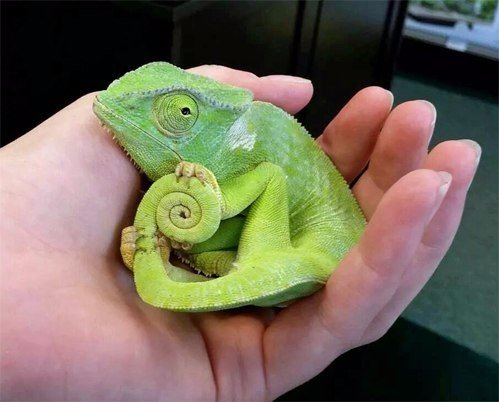 Самые смешные животные