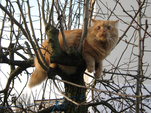 Коты и Кошки