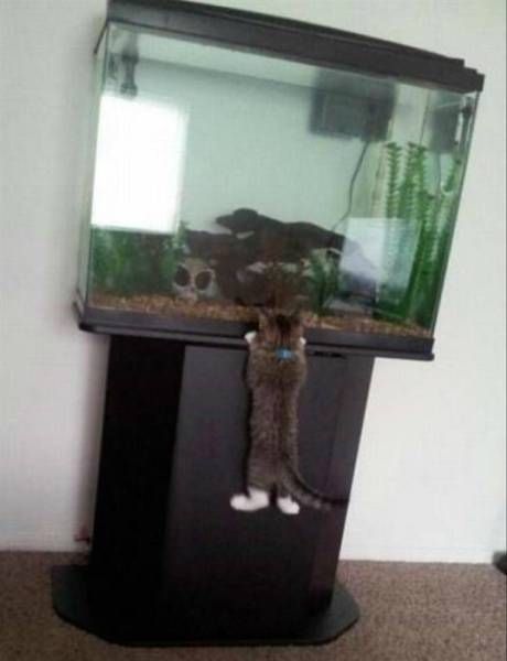 Коты и Кошки