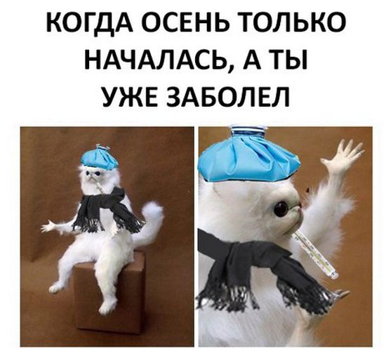 100 картинок для поднятия настроения!
