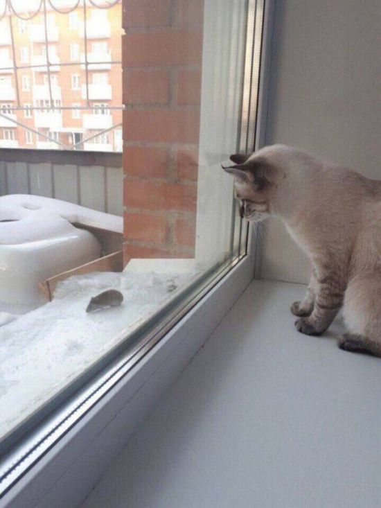 Прикольных котов пост