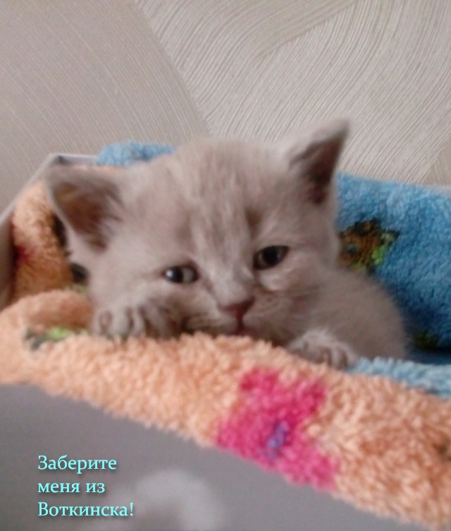 Диалоги о футболе, спорте, хобби.