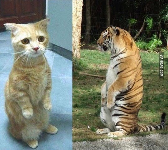 Специфический юмор