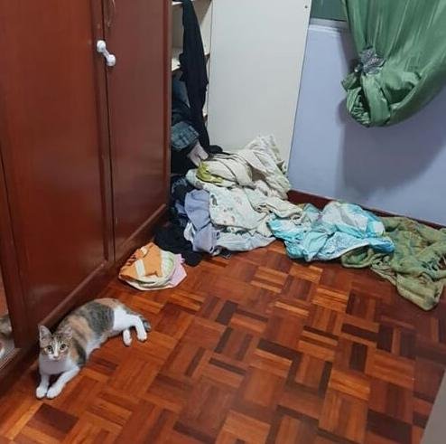 Прикольных котов пост