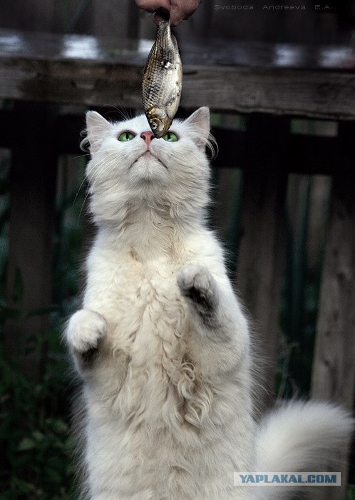 Котовторник в ЯПонии (58 фот)