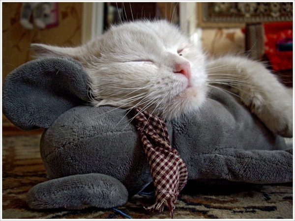 Десантный котовторник