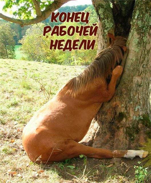 Сорок градусов