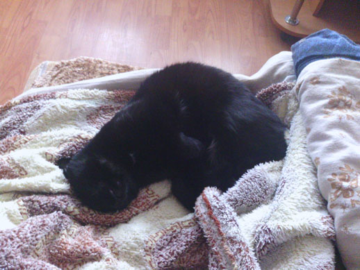 Котовторник 27.12.11