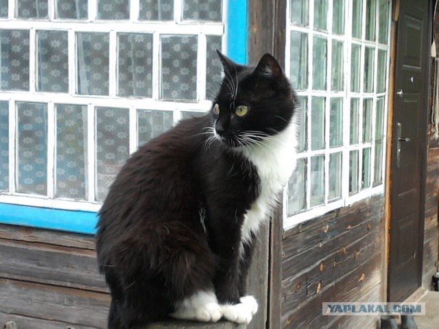Котовторник (10.01.2012)