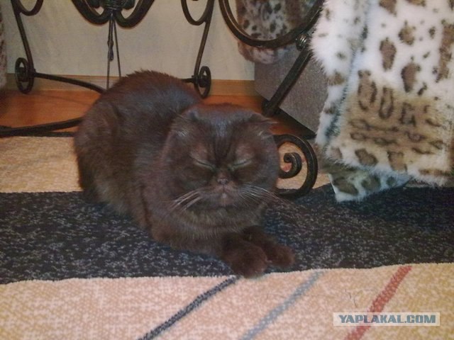 Котовторник (24. 01. 2012 )