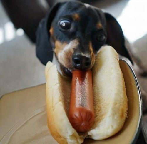 Живность из сети
