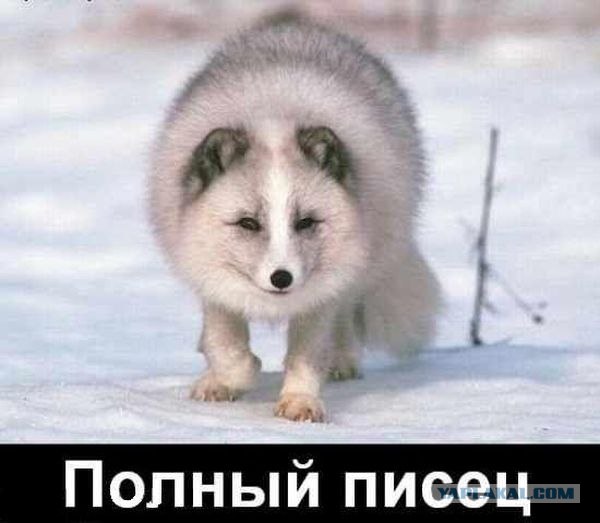 Тушенка (2 фото)