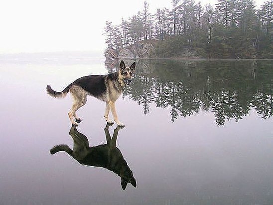 Живность из сети