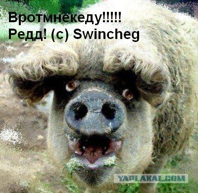 ХРЮШКИ. Уголок Пятачка, кабаны, свиньи