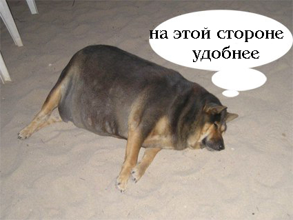 Фотожаба: О чем же думает собака?....
