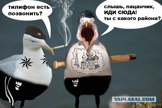 Чайка из Алькатраца