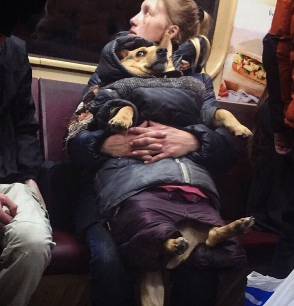 Эти забавные животные
