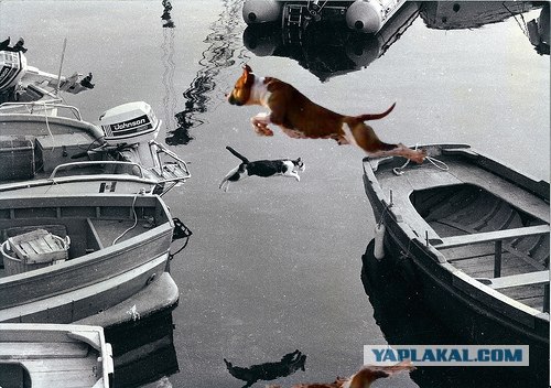 Фотожаба: Полет Барсика