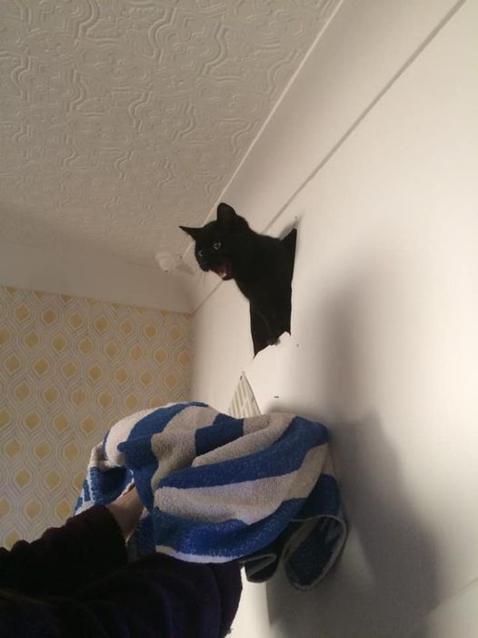 Дом мой. Кот не мой: 15 случаев, когда коты нагло вламывались в чужие дома