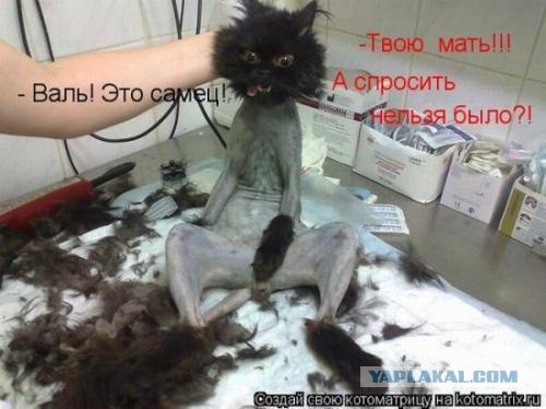 Не впускайте кота в парикхмахерскую)))