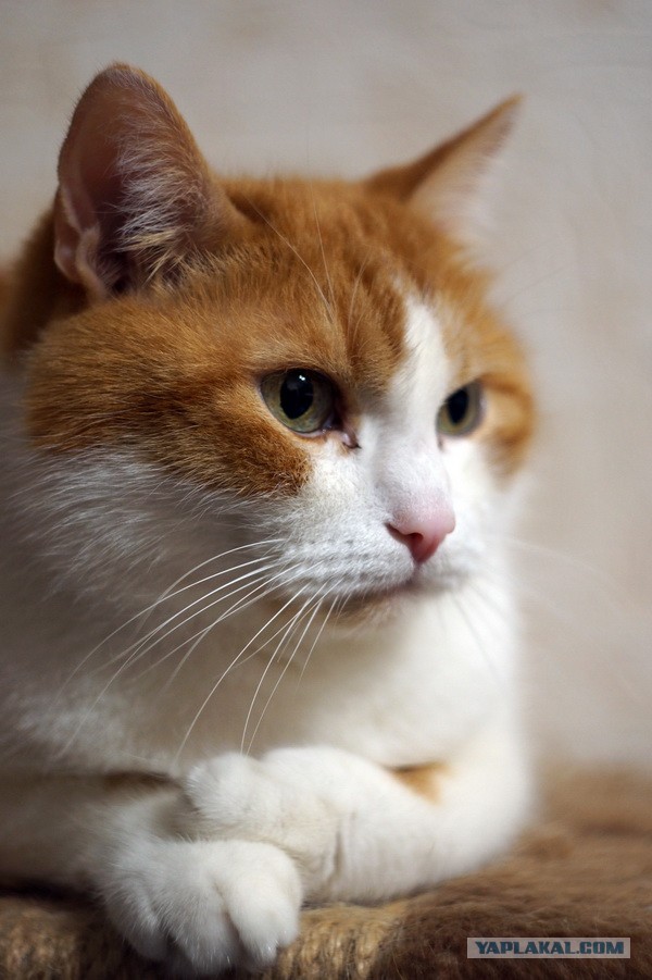 Котовторнику быть