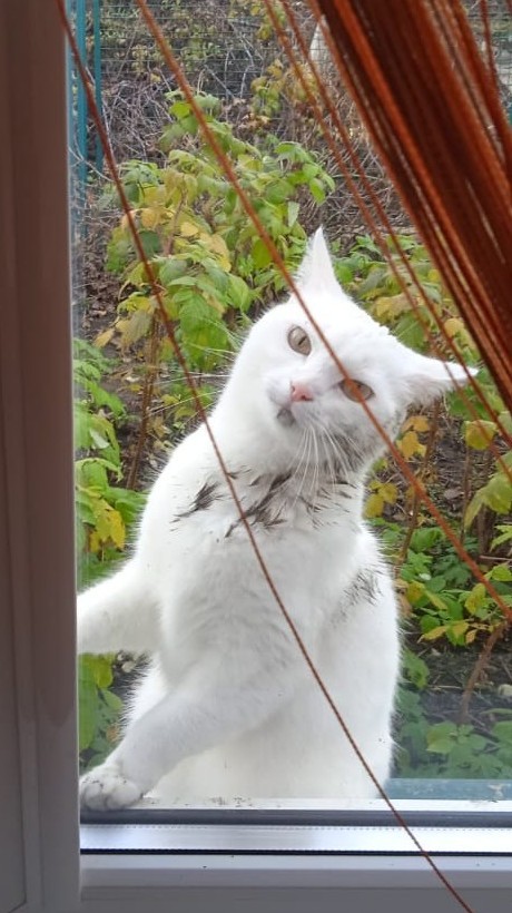 Котовторник
